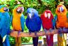 Картинки по запросу попугаи